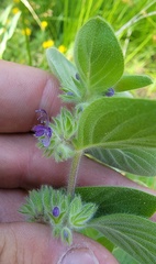 Trichostema oblongum