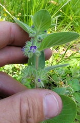 Trichostema oblongum