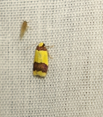 Heterallactis microchrysa