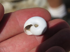 Sonorelix borregoensis