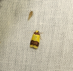 Heterallactis microchrysa