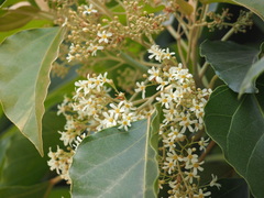 Aleurites moluccanus