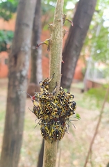 Pachylis laticornis