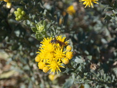 Isocoma veneta