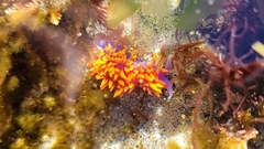 Flabellinopsis iodinea