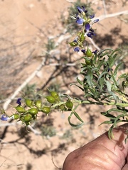 Psorothamnus fremontii