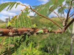 Umbonia crassicornis