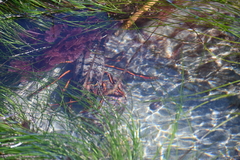 Panulirus interruptus