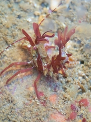 Lebbeus lagunae