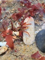 Lebbeus lagunae