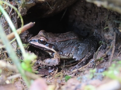 Leptodactylus albilabris