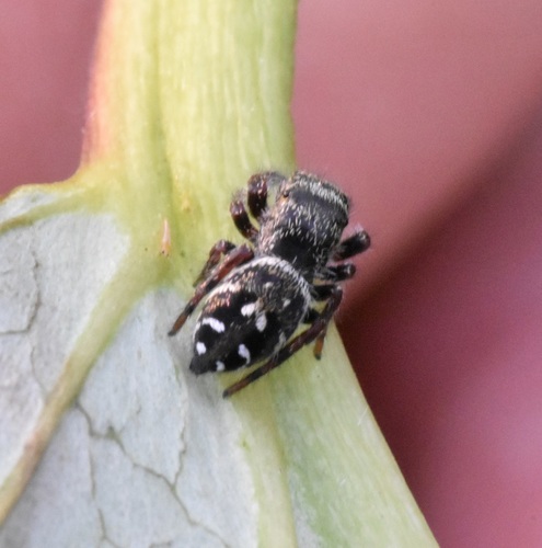 Phidippus cryptus