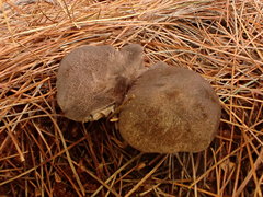 Entoloma violaceum