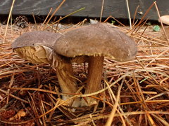 Entoloma violaceum