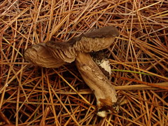 Entoloma violaceum