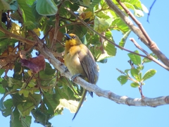 Icterus portoricensis