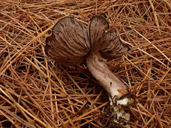Entoloma violaceum