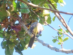Icterus portoricensis