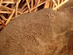 Entoloma violaceum
