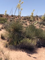 Yucca utahensis
