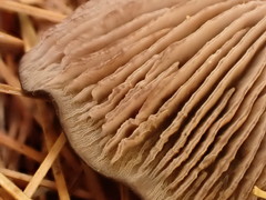 Entoloma violaceum