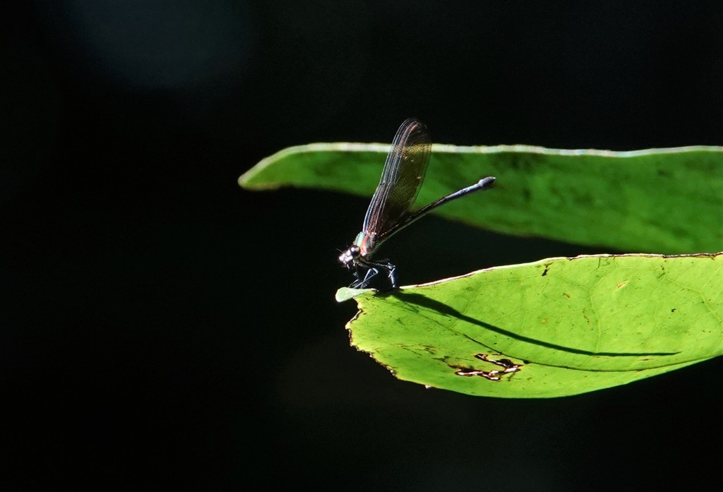 Hetaerina laesa