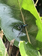 Cosmophasis micarioides