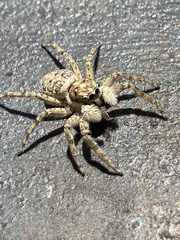 Menemerus semilimbatus