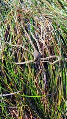 Ophionereis annulata