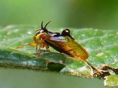 Heteronotus vespiformes