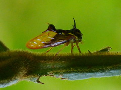 Heteronotus vespiformes