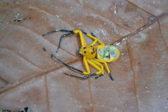 Platythomisus octomaculatus