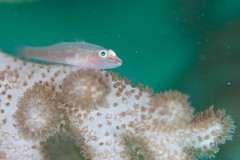 Klyxum