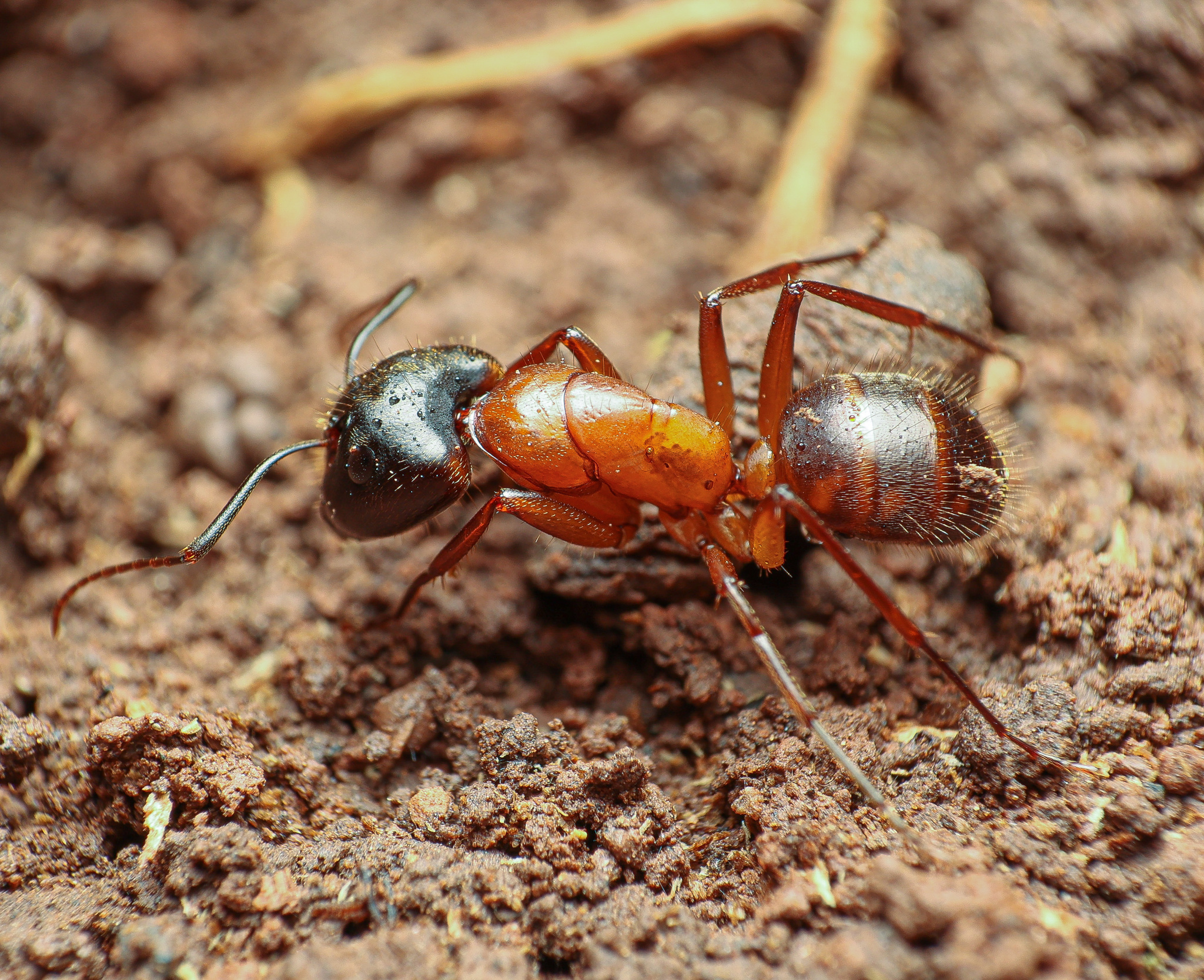 Brick Carpenter Ant (Camponotus semitestaceus) · iNaturalist
