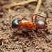 Halfshelled Carpenter Ant - Photo (c) mason_s, some rights reserved (CC BY-NC)