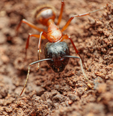 Camponotus semitestaceus