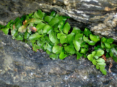 Asplenium pauperequitum