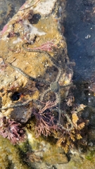 Ophionereis annulata