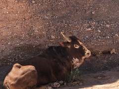 Bos indicus × taurus