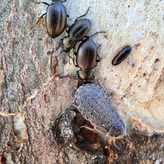 Pseudomorphini