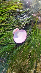 Semele decisa