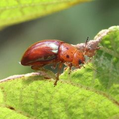 Platymela sticticollis