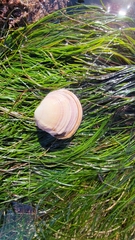 Semele decisa