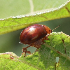 Platymela sticticollis