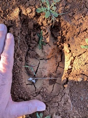 Cervus canadensis nannodes