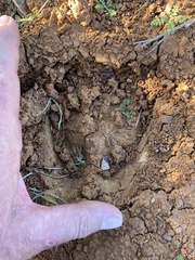 Cervus canadensis nannodes