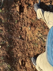 Cervus canadensis nannodes