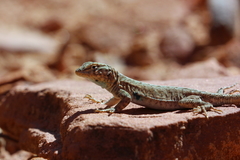Uta stansburiana uniformis