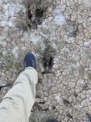 Cervus canadensis nannodes