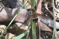 Ligyra satyrus